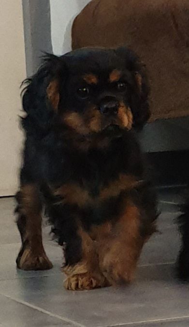 Du Clos De Lussay - Chiots disponibles - Cavalier King Charles Spaniel